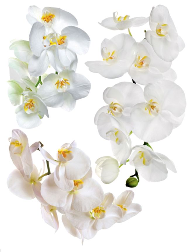 Self-adhesive wall decoration F 1068, Orchide, AG Design