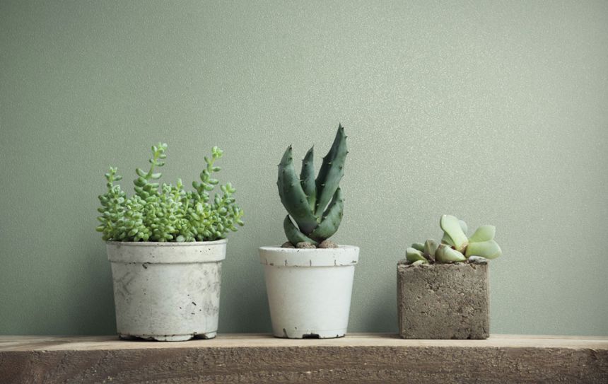 Wallpaper, Green, 82522, Naomi, Novamur