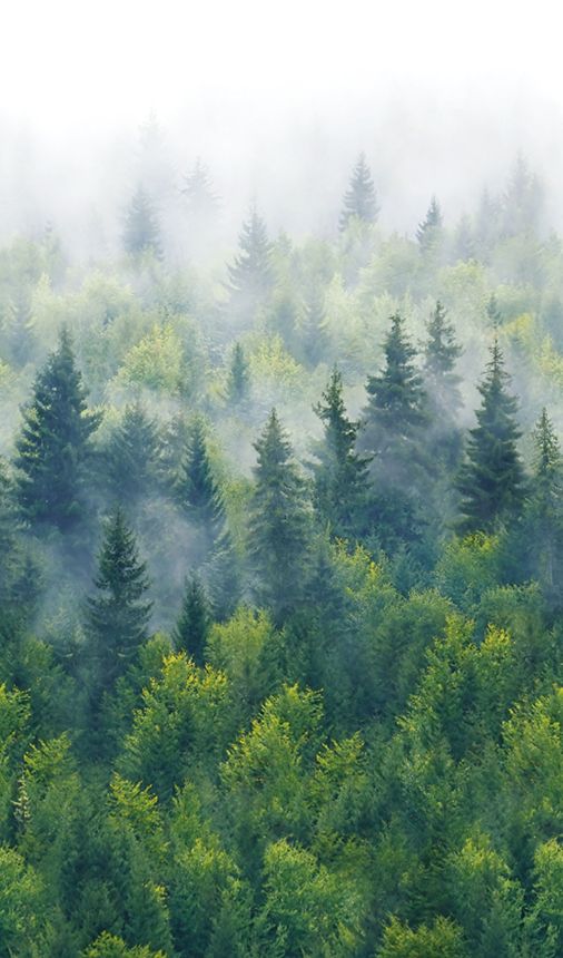 Wall Mural, Green, Trees, Forest, 96453, Naomi, Novamur