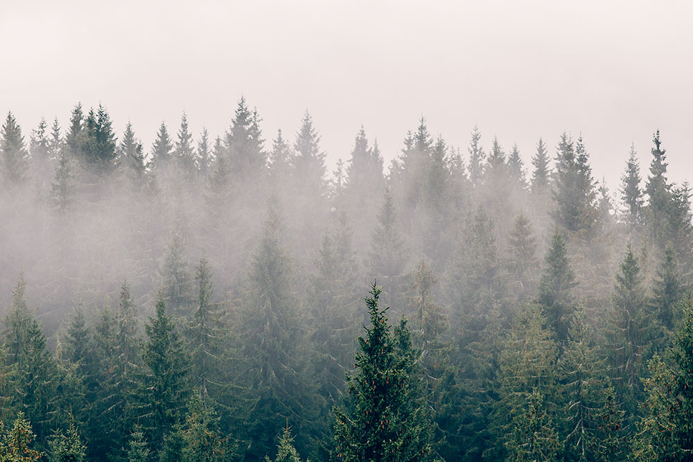 Custom Wall Mural, Mist Over the Forest, 10197, Vavex