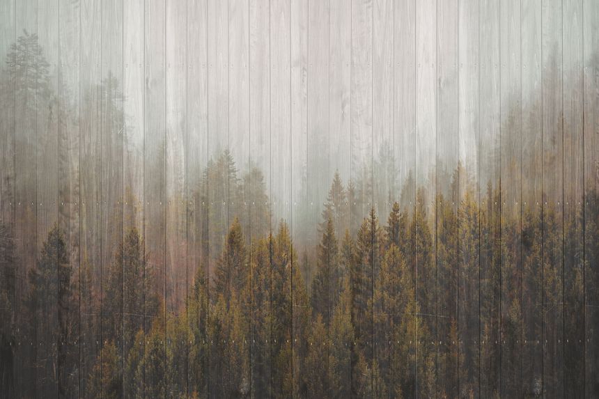 Custom wall murals, Wooden fence, forest, trees, 10229, Vavex