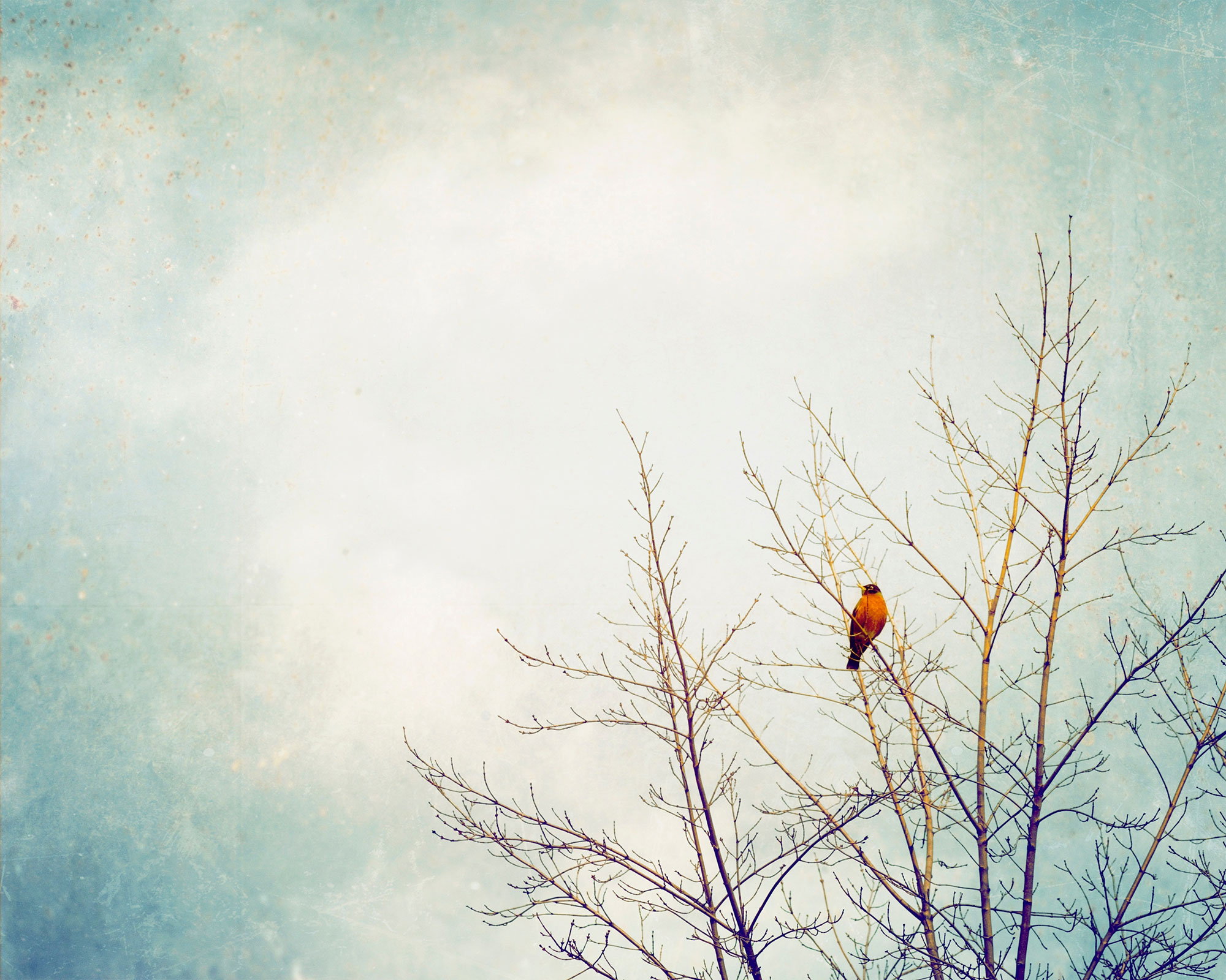Custom wall murals, Bird on a tree, 10234, Vavex