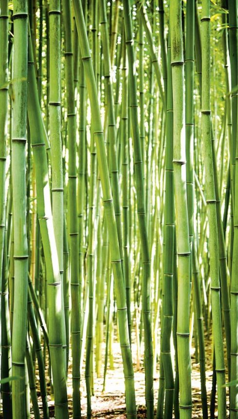 Non-woven wall mural  Bamboo A36901, 159 x 280 cm, One roll, Murals, Grandeco